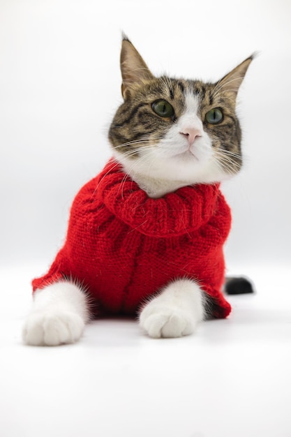 Beautiful tabby cute cat isolated on white background