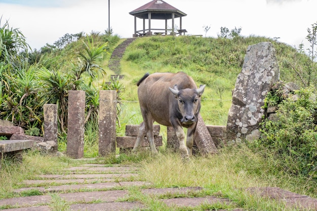 Beautiful Taiwan water buffalo walking on a stone stair steps in grassland prairie in Taoyuan Valley Caoling Mountain Trail over Mt Wankengtou