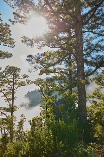 Beautiful tall pine forests on a mountain top with bright sun shining in the blue sky Peaceful and scenic landscape of nature with vibrant sunlight and lush green plants bush and trees outdoors