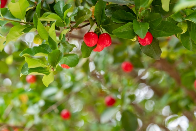 Beautiful and tasty Acerola (Malpighia emarginata) on the tree. Sweet and tasty fruits, great for making juice and eating fresh. Originally from Antilles, Central, North and South America.