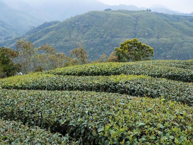 Beautiful tea garden rows scene isolated design concept for the tea product