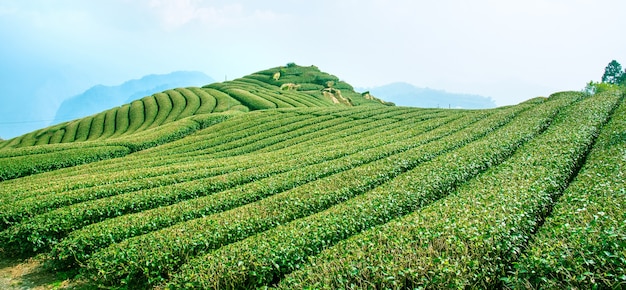 Beautiful tea garden rows scene isolated with blue sky and cloud, design concept for the tea product background, copy space, aerial view