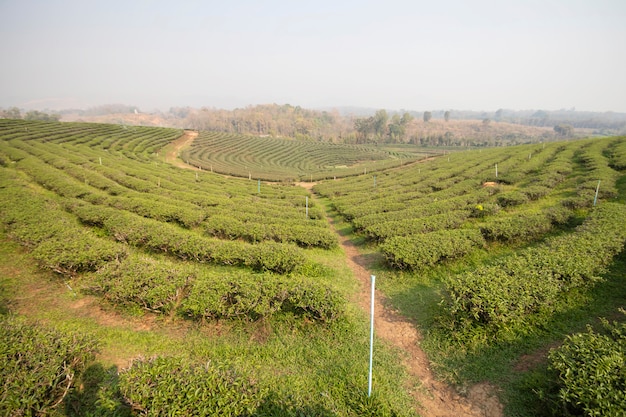 Beautiful tea garden in Thailand