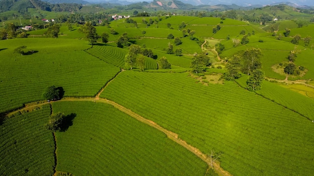 Beautiful tea hills Farmers collecting tea agricultural fields at Long Coc Tan Son Phu Tho Vietnam