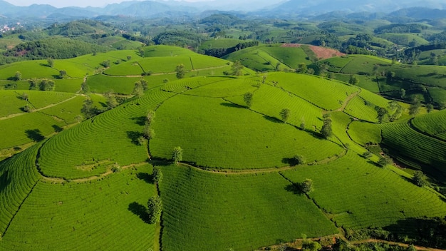 Beautiful tea hills Farmers collecting tea agricultural fields at Long Coc Tan Son Phu Tho Vietnam