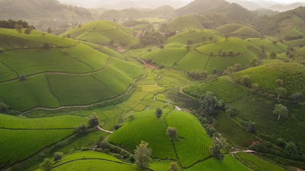 Beautiful tea hills Farmers collecting tea agricultural fields at Long Coc Tan Son Phu Tho Vietnam