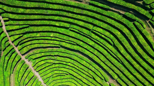 Beautiful tea plantation field zoom in drone green rows landscape in highlands