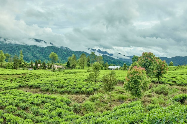 Beautiful tea plantation