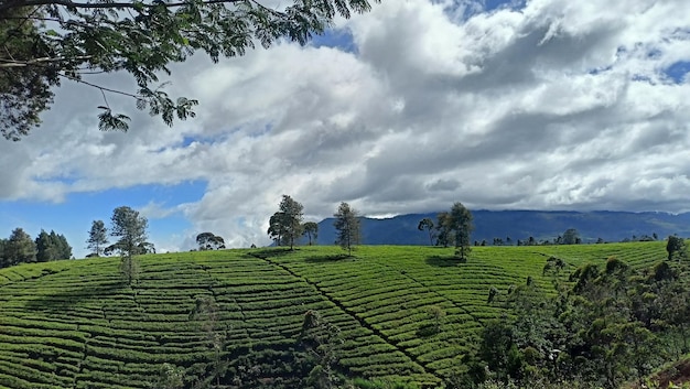 Beautiful Tea Plantations Amidst The Clouds