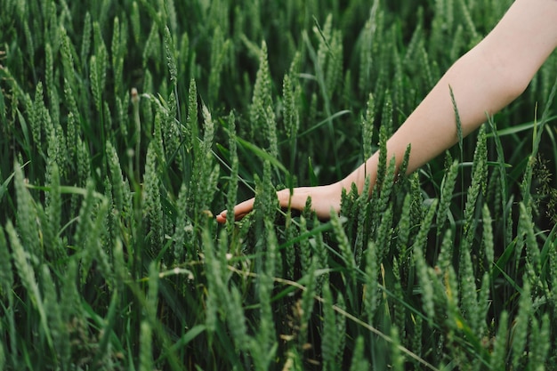 Beautiful teen girl in a field of green wheat Field of green wheat Happy Cheerful Teen Girl walking in nature