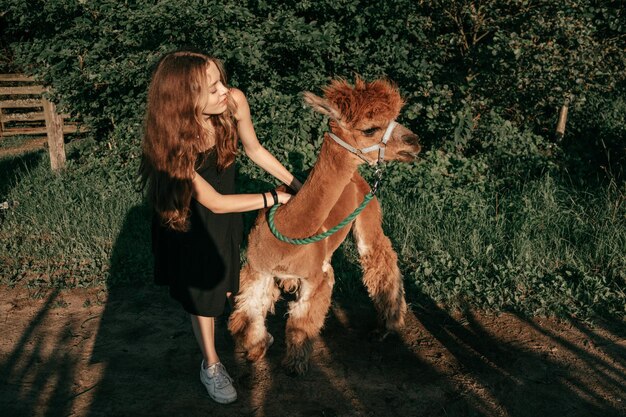 Photo beautiful teenage girl is playing on summer day on farm with cute young alpaca. agrotourism. natural materials .beautiful animals. children's holidays.holidays. adventures.