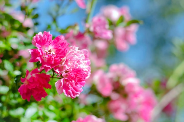 Beautiful tender pink small roses