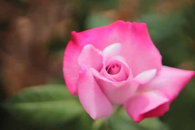 A beautiful tender rose has opened its bud and smiles at the sun