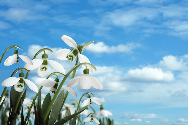 Beautiful tender spring snowdrops outdoors against blue sky space for text