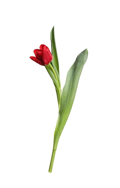 Beautiful tender spring tulip isolated on white