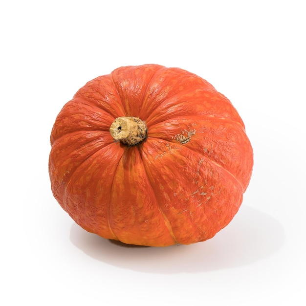 Beautiful textured ripe pumpkin ready for Halloween celebration isolated on white background