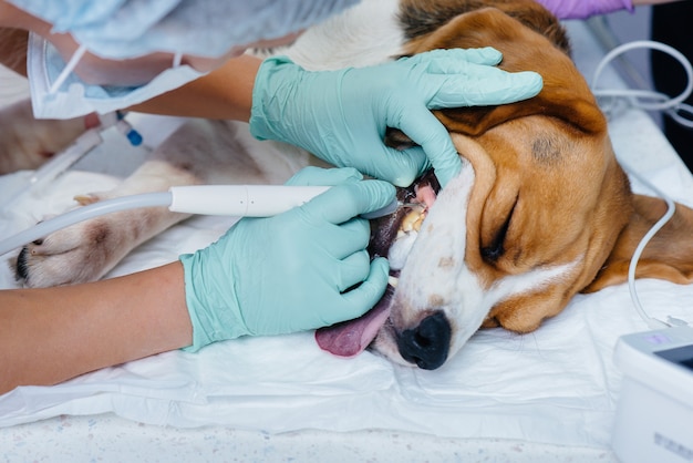 A beautiful thoroughbred dog is given dental cleaning and dental procedures in a modern veterinary clinic.