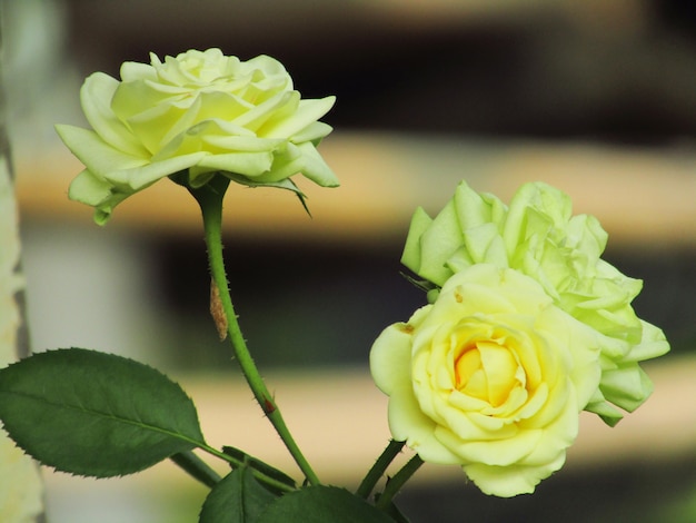 Beautiful three white rose flower