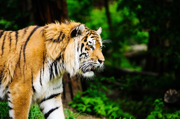 Beautiful tiger on the green grass