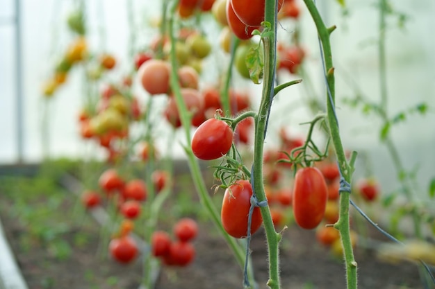 Beautiful tomato plant on a branch in a green house in the foreground shallow field department copy space organic tomatoes