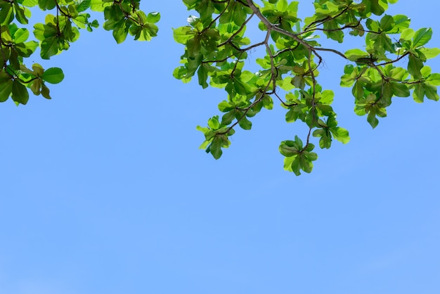 Beautiful tree on blue sky background, Tree top