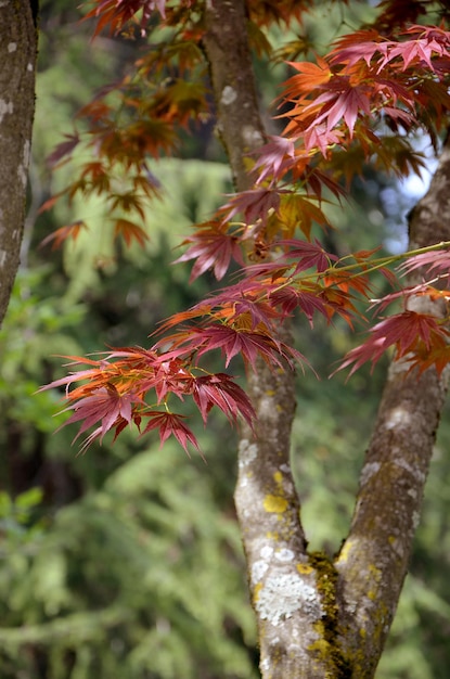 beautiful tree branches and leaves of japanese maple