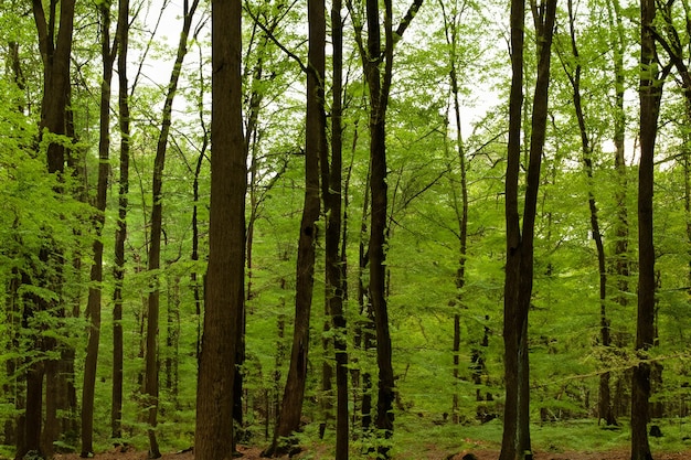 Beautiful Tree Forest Landscape Background