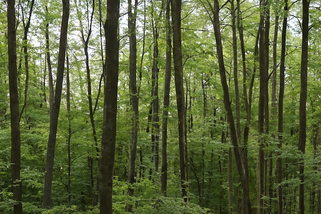 Beautiful Tree Forest Landscape Background