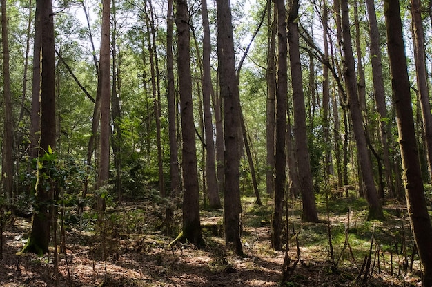 Beautiful Tree Forest Landscape Background