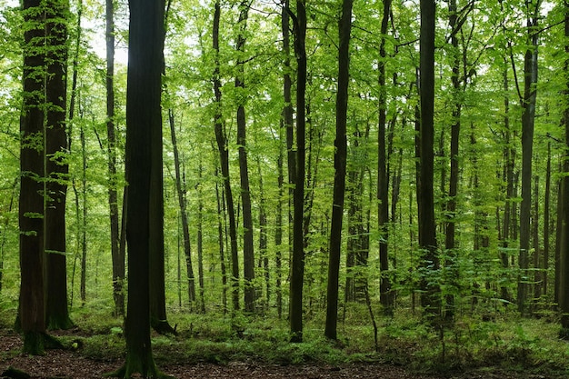 Beautiful Tree Forest Landscape Background