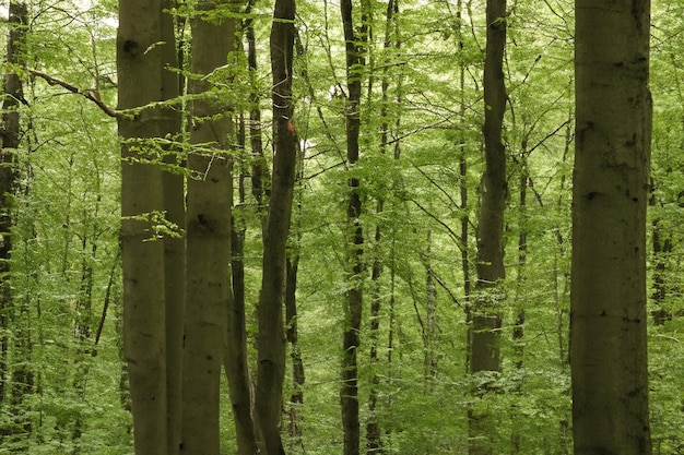 Beautiful Tree Forest Landscape Background