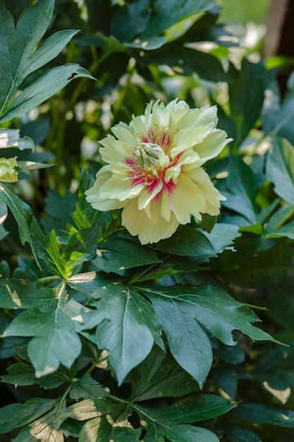 Beautiful tree peonies on a sunny day in the garden