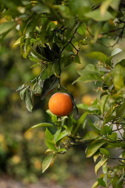 Beautiful tree with ripe orange fruits