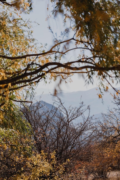 beautiful tree with yellow leaves in autumn