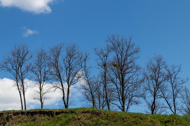 Beautiful trees against the blue sky and clouds