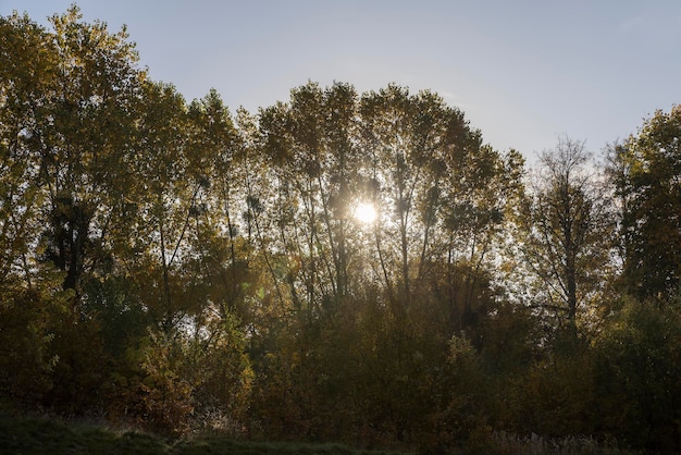 Beautiful trees in the autumn season with colorful foliage trees illuminated by sunlight in the autumn season