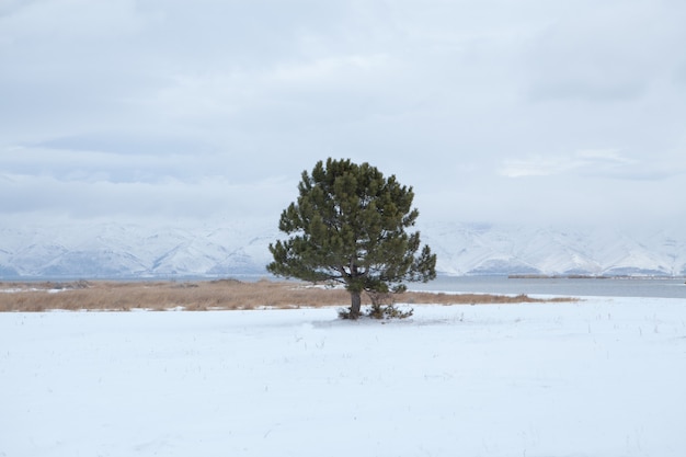 Beautiful trees by the lake in winter