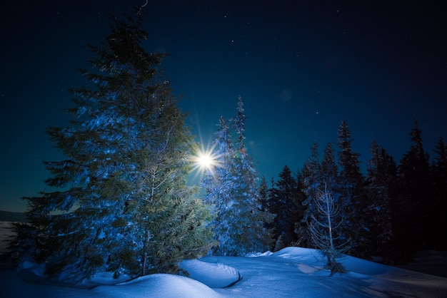 Beautiful trees grow among snow-covered snowdrifts