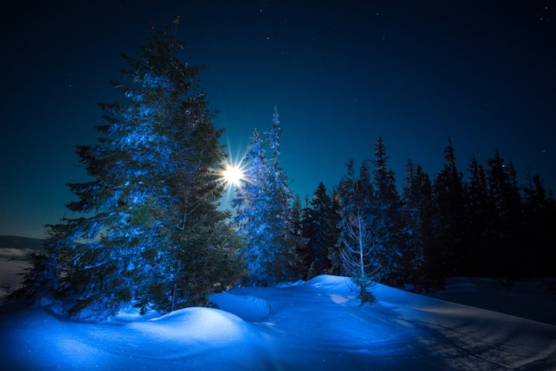 Beautiful trees grow among snow-covered snowdrifts