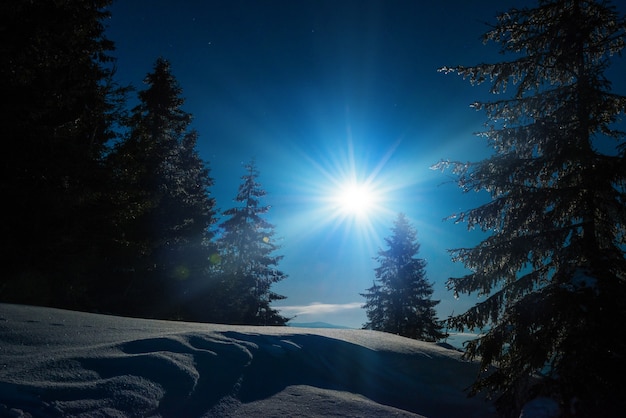 Beautiful trees grow among snow-covered snowdrifts