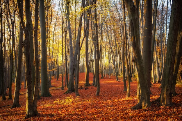 Beautiful trees in the park or forest in autumn