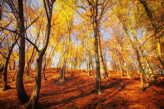 Beautiful trees in the park or forest in autumn