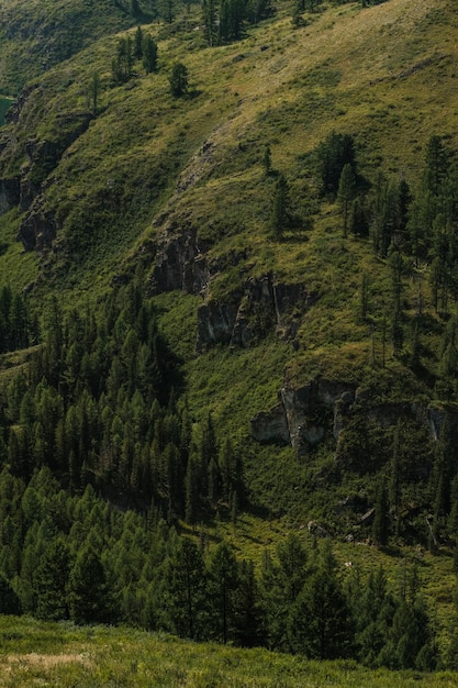 Beautiful trees on the slopes of the mountains in the Ulagan area of the Altai Republic