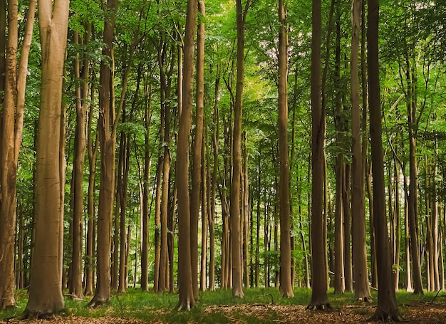 Beautiful trees in summer forest in Hertfordshire England nature and environment