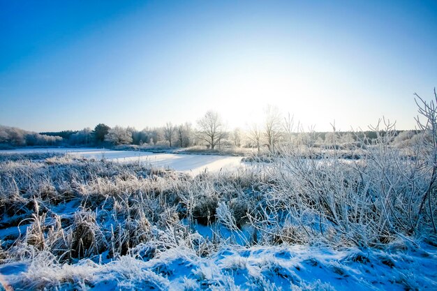 Beautiful trees in white frost on the background of blue sky