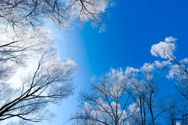 Photo beautiful trees in white frost on the background of blue sky