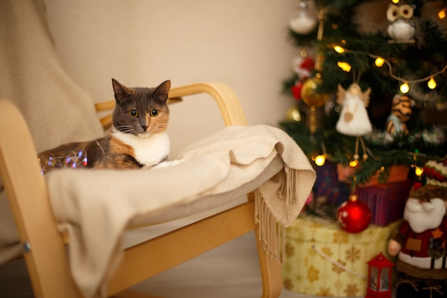 Beautiful tricolor cat with big round eyes lies in a chair In the background is a decorated Christmas tree garlands and gifts New Year's and Christmas Selective focus closeup Copy space