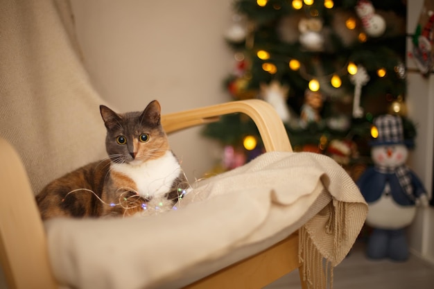 Beautiful tricolor cat with big round eyes lies in a chair In the background is a decorated Christmas tree garlands and snowman New Year's and Christmas Selective focus closeup Copy space