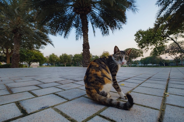 A beautiful tricolor street cat in a Dubai park