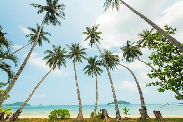 Beautiful tropical beach with coconut tree plam